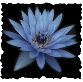 Blue Lotus Frenchies